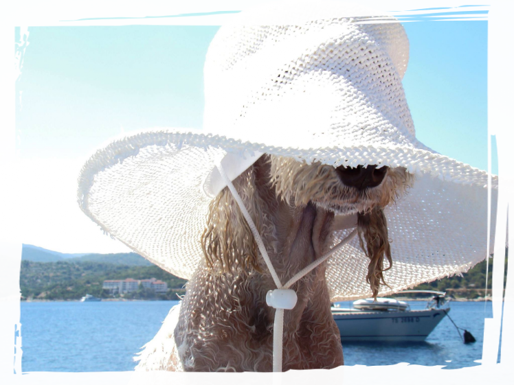 foto bedlington terrier foto bedlington terrier