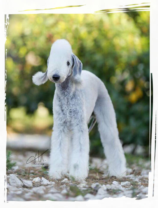 AMAZING ARMONY foto bedlington terrier Alice Varchi