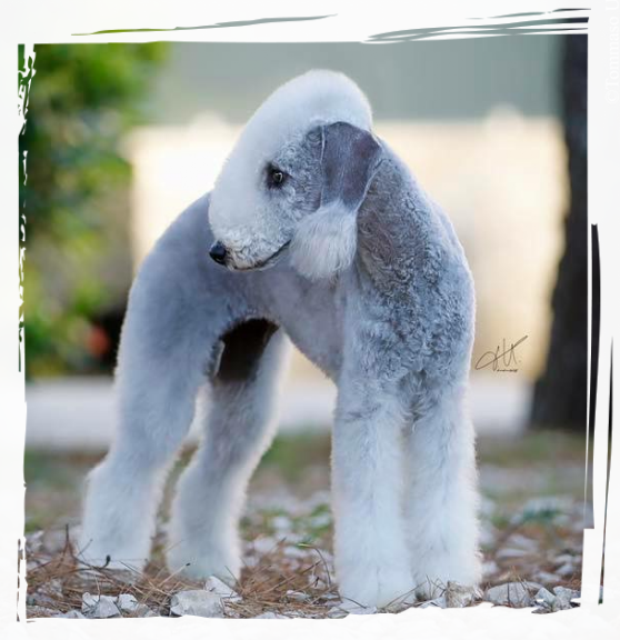 AMAZING ARMONY foto bedlington terrier Alice Varchi