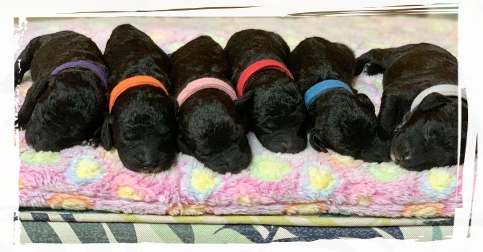 AMAZING ARMONY first litter cucciolata bedlington terrier Alice Varchi