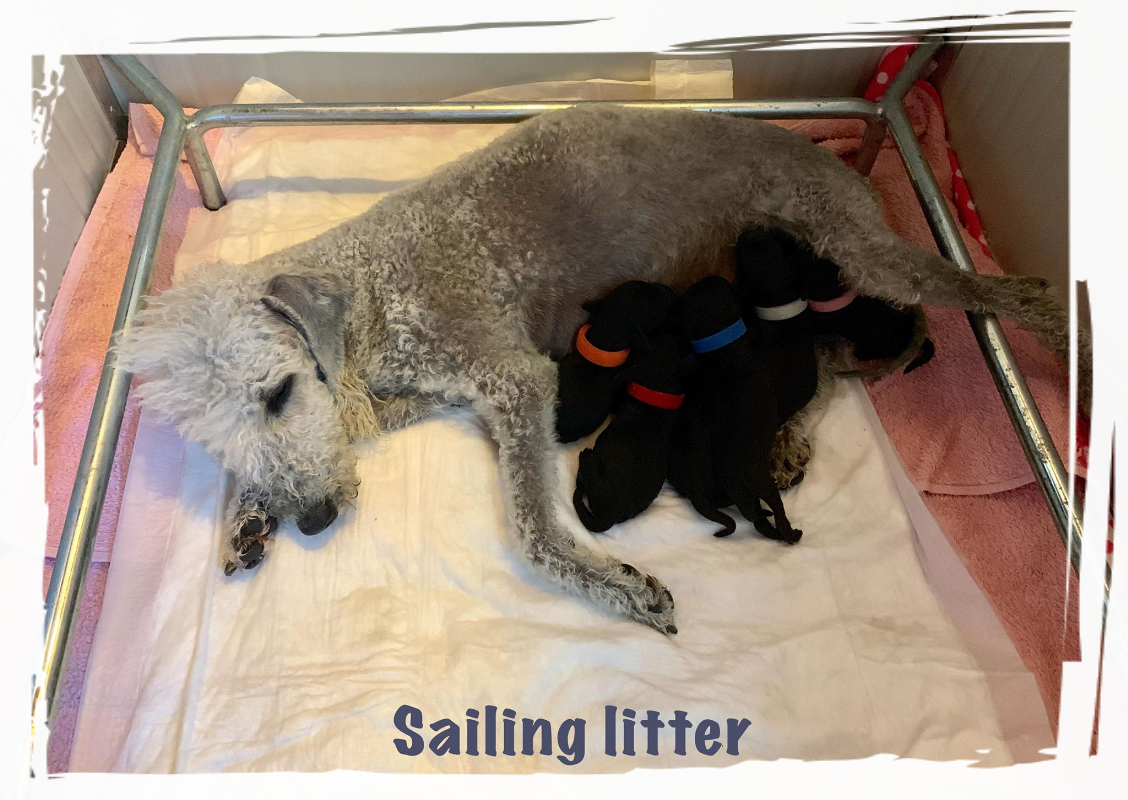 AMAZING ARMONY first litter cucciolata bedlington terrier Alice Varchi