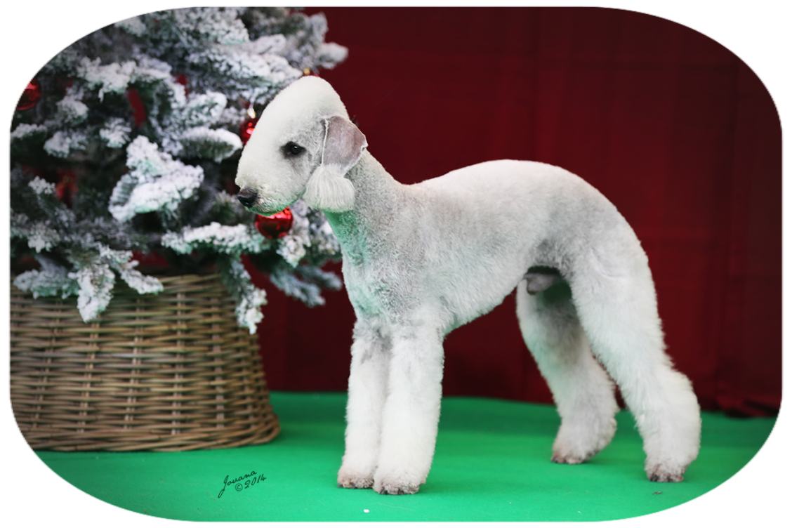 foto bedlington terrier foto bedlington terrier
