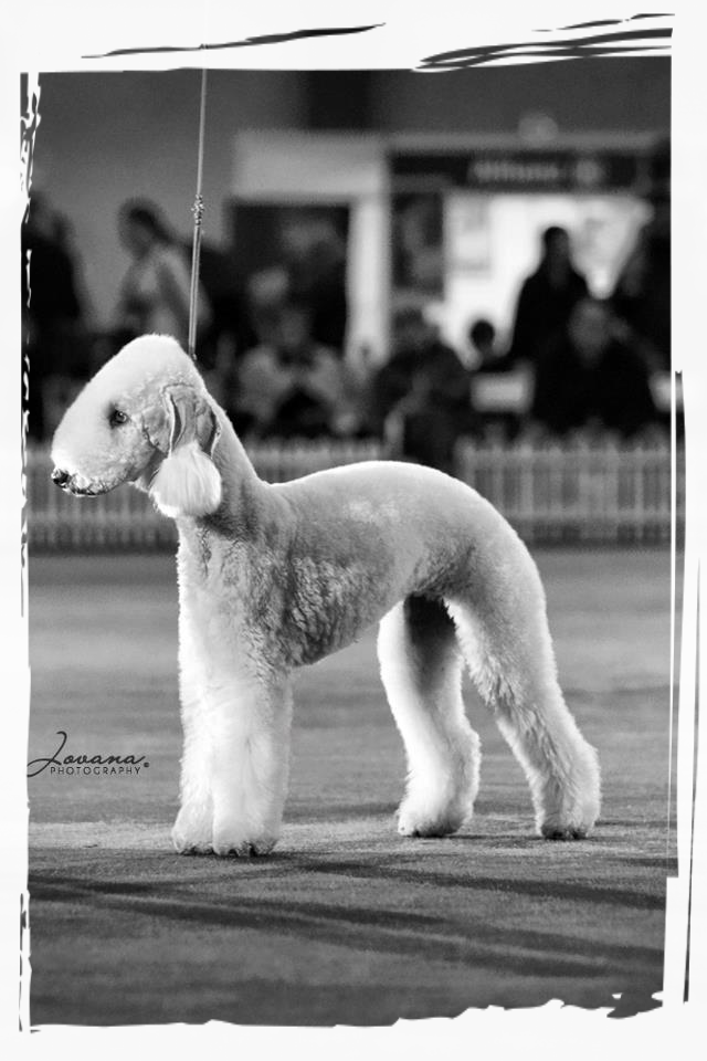 VELVETY GOLDEN ANGEL foto bedlington terrier Alice Varchi