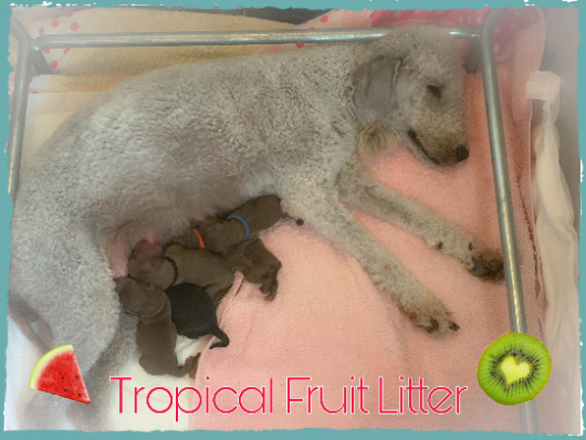 Plumeria's Tropical Fruit Litter