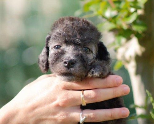 a Plumeria's bedlington terrier dog a Plumeria's bedlington terrier dog