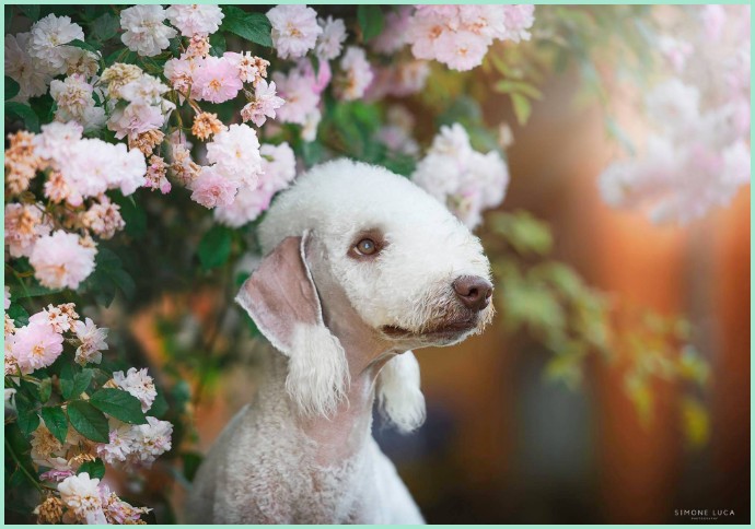 Flint bedlington terrier Plumeria's