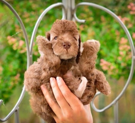 Plumeria's bedlington puppy