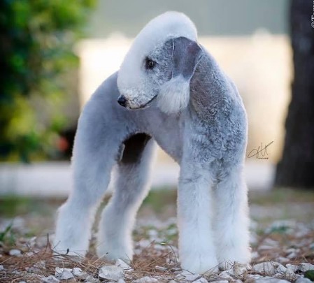Plumeria's bedlington dog