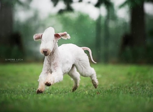 Plumeria's bedlington terrier Multi Champion