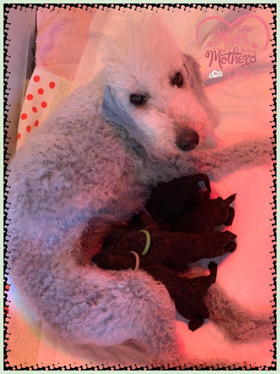Plumeria's America’s Cup Litter Plumeria's America’s Cup Litter