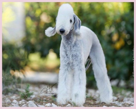 AMAZING ARMONY bedlington terrier Alice Varchi