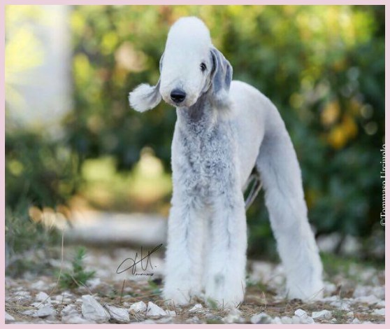 AMAZING ARMONY AMAZING ARMONY bedlington terrier Alice Varchi