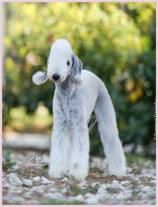 AMAZING ARMONY foto bedlington terrier Alice Varchi