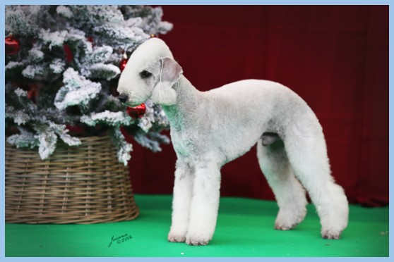 foto benny bedlington terrier foto benny bedlington terrier