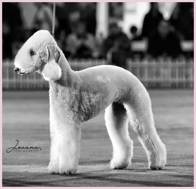 VELVETY GOLDEN ANGEL foto bedlington terrier Alice Varchi