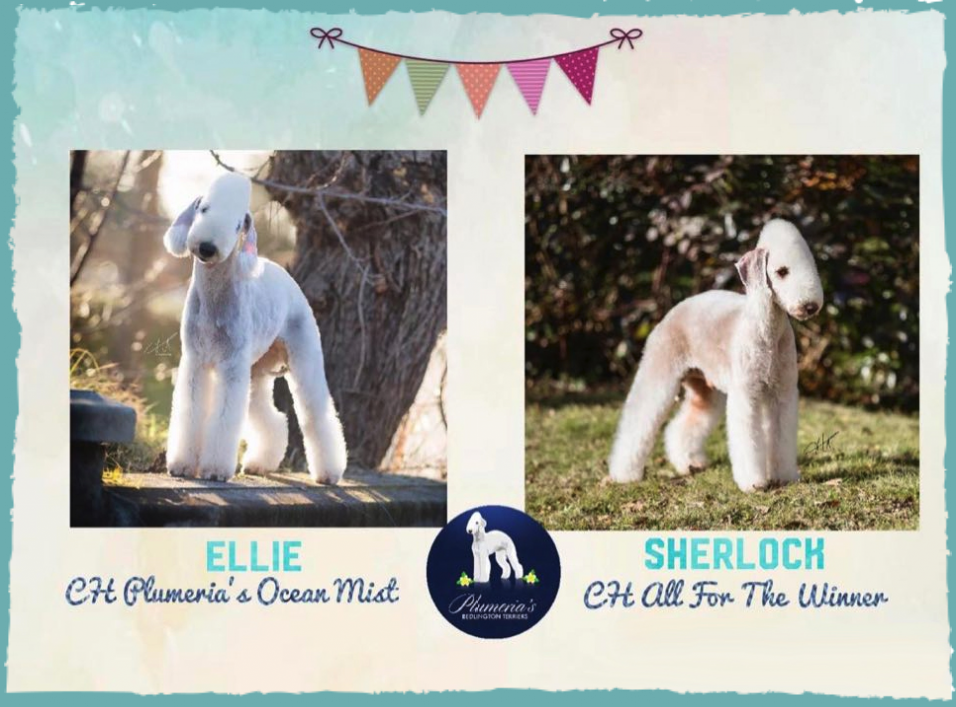 Plumeria's new litter 2020