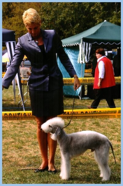 foto bedlington terrier Alice Varchi
