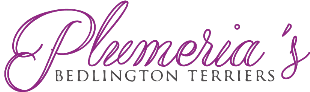 logo plumeria's bedlington terrier