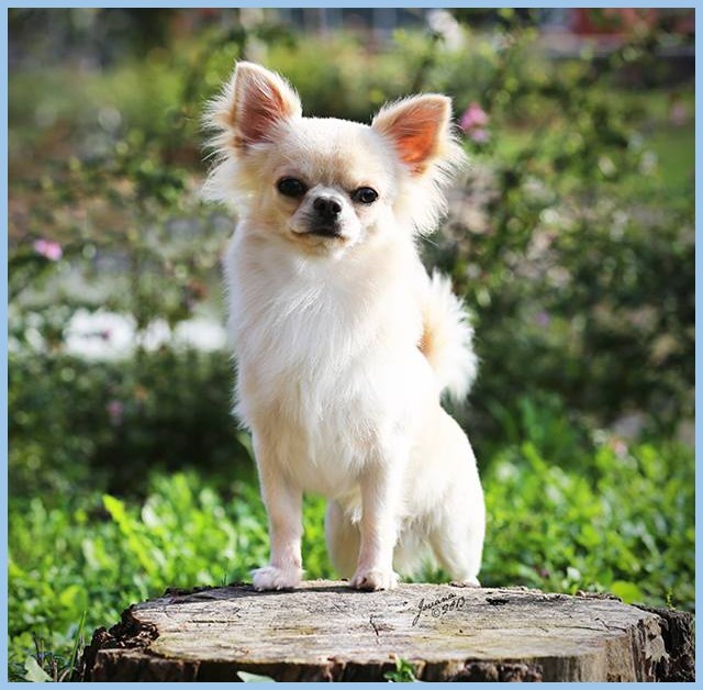 MICROSCHIHUAS GODFATHER foto chihuahua Alice Varchi